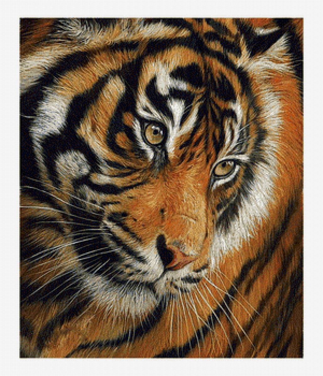 Тигр - звери, животные - предпросмотр