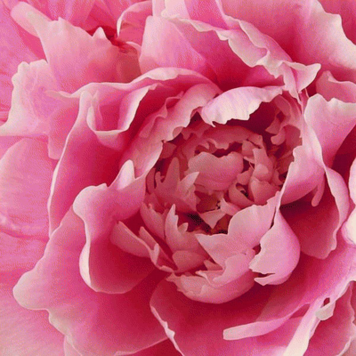 ПИОН - пион - предпросмотр