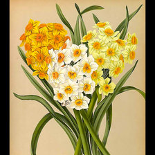 Схема вышивки «Серия "Нарциссы" № 2»