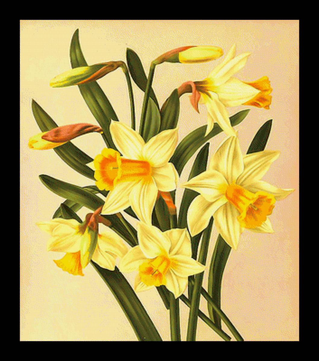 Серия "Нарциссы" - флора, нарциссы, цветы - предпросмотр