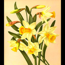 Схема вышивки «Серия "Нарциссы"»