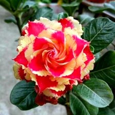 Схема вышивки «Роза пустыни»