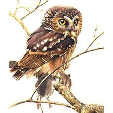 Схема вышивки «сова»