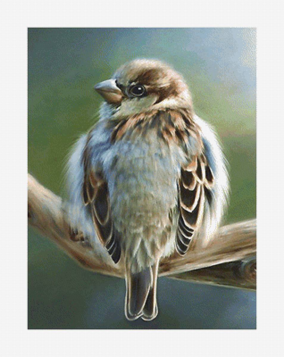 птица - птицы - предпросмотр