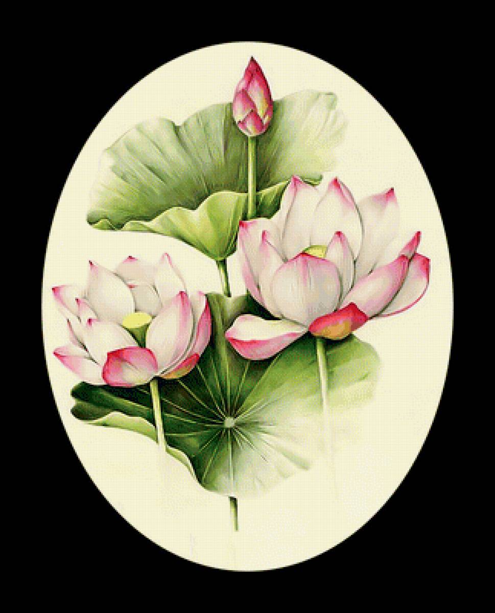 Серия "Лотосы" - лотосы, флора, цветы - предпросмотр