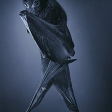 Летучая мышь