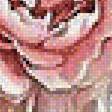 Предпросмотр схемы вышивки «ПИОНЫ» (№1893721)