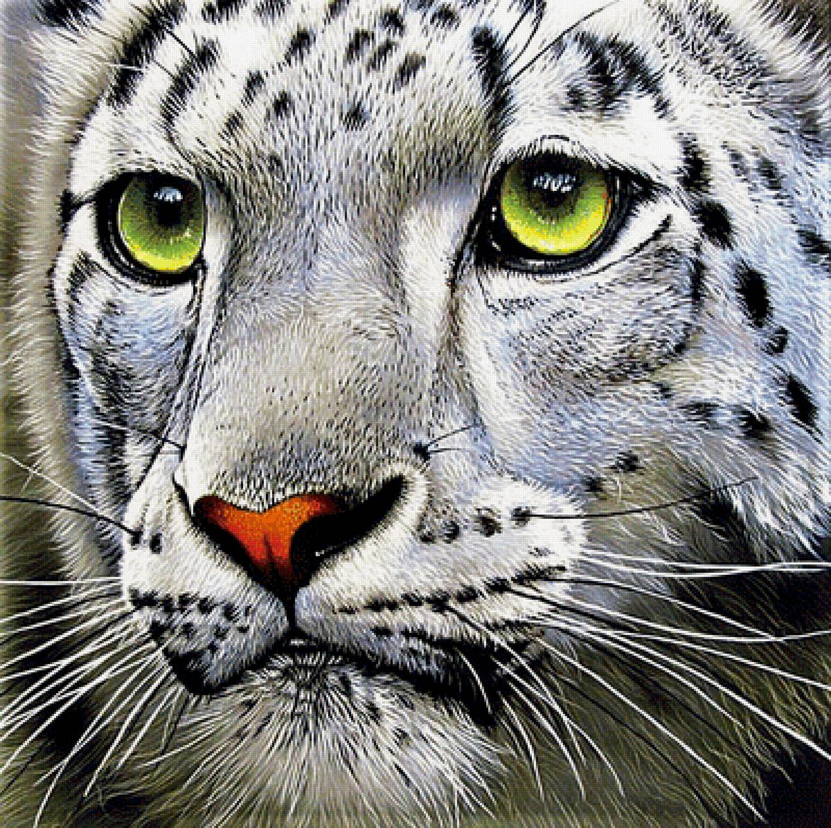 №1894241 - снежный барс - предпросмотр