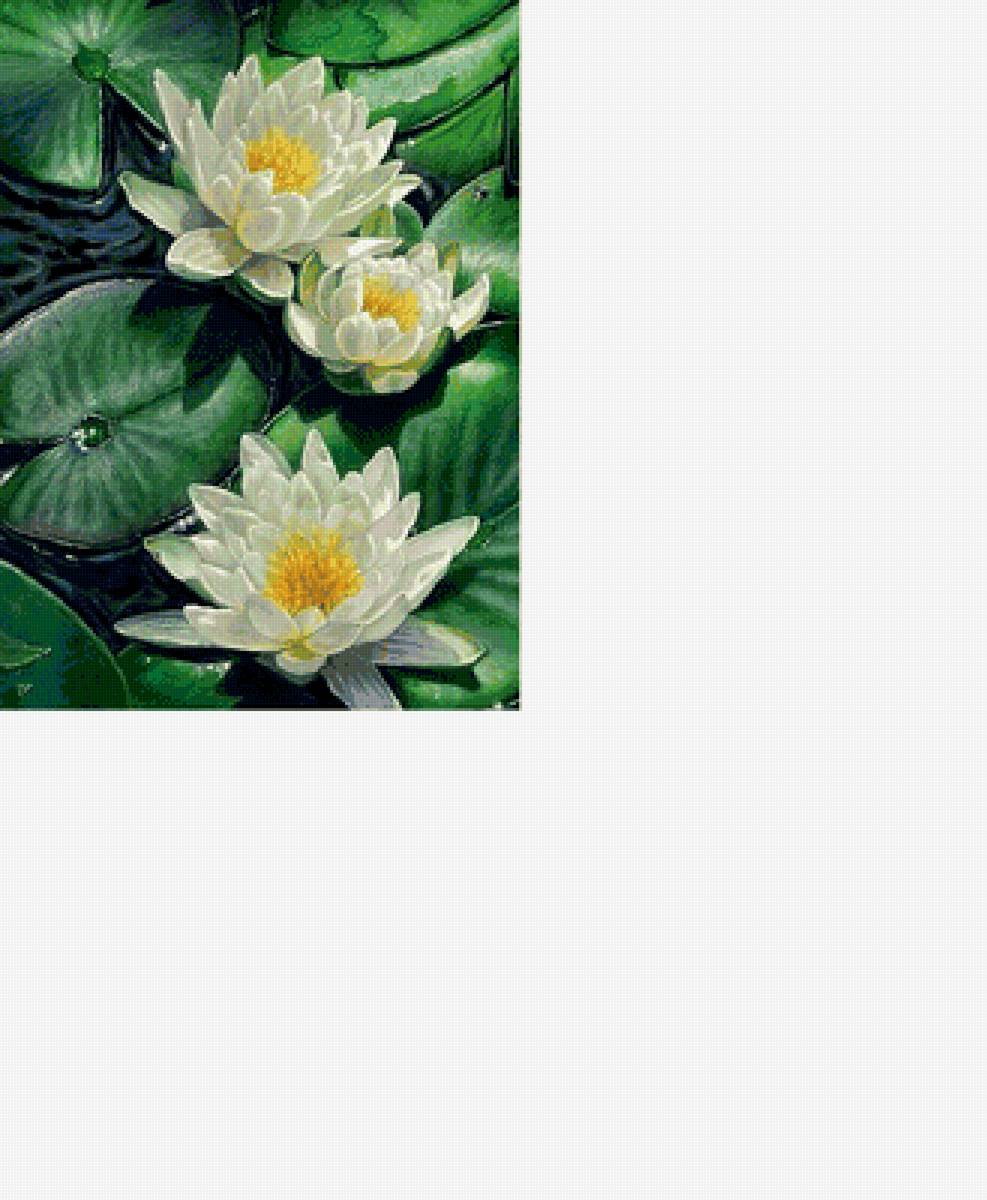 Кувшинки /размер 174 х 237 крест с хорошим качеством/ - цветы, вода, кувшинки - предпросмотр