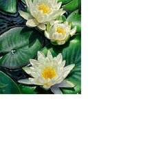 Схема вышивки «Кувшинки /размер 174 х 237 крест с хорошим качеством/»