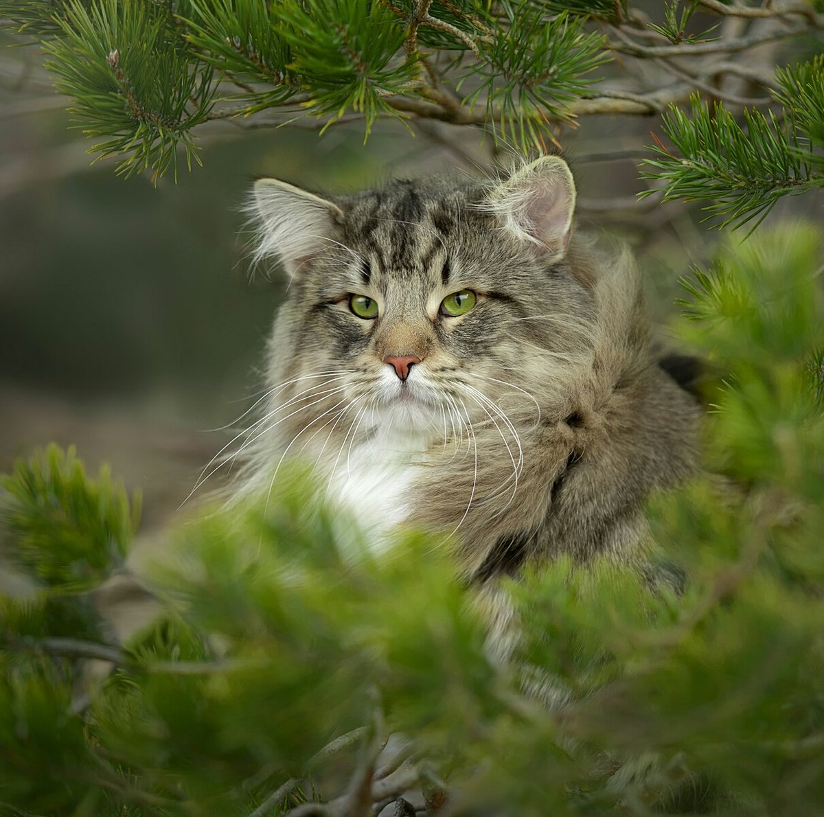 Лесной кот - кот, природа, животные - оригинал