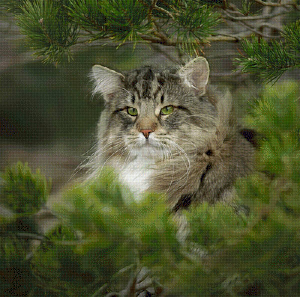 Лесной кот - кот, животные, природа - предпросмотр