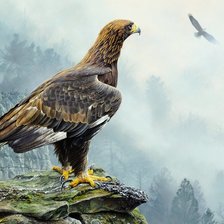 Схема вышивки «Орёл»