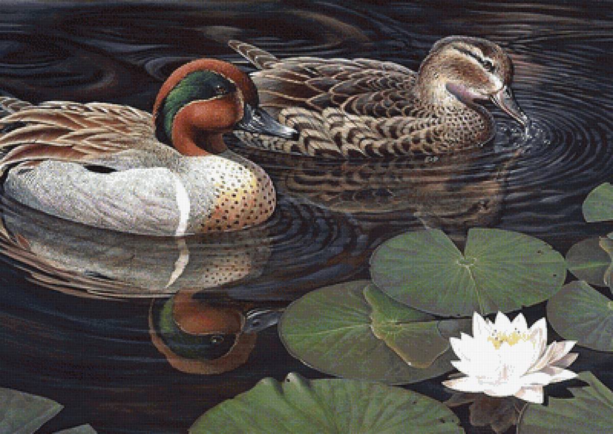 утки - птицы - предпросмотр