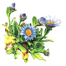 Схема вышивки «цветы»