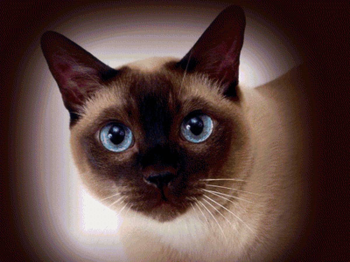 Сиамская кошка - кошка, животные - предпросмотр