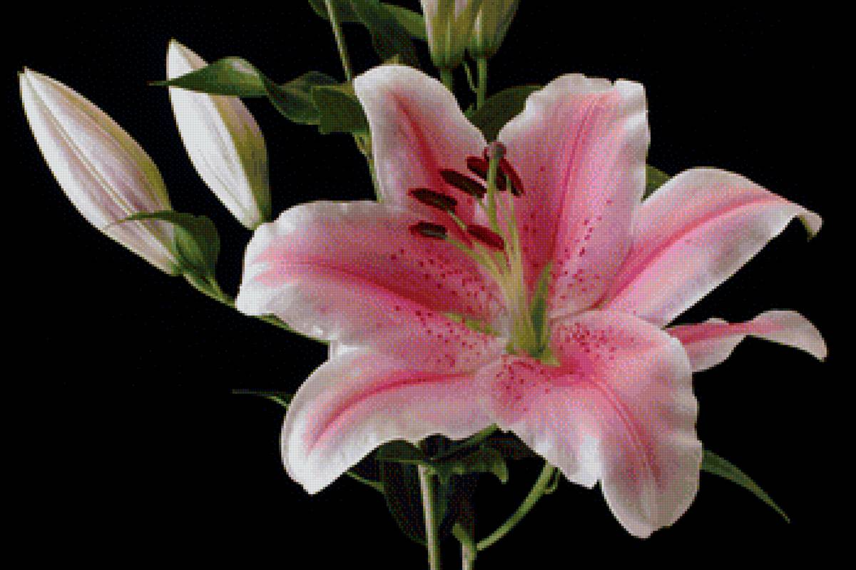 Цветок - лилия, цветы, цветок - предпросмотр