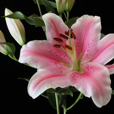 Схема вышивки «Цветок»