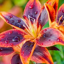 Схема вышивки «Цветок»