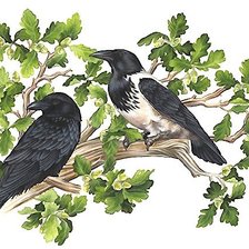 Схема вышивки «птицы»