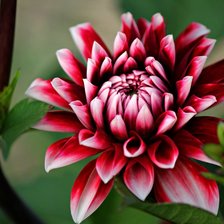 Схема вышивки «Цветок»