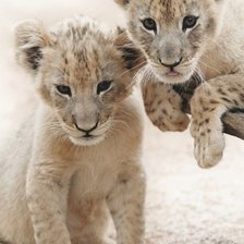 Схема вышивки «Lion name»