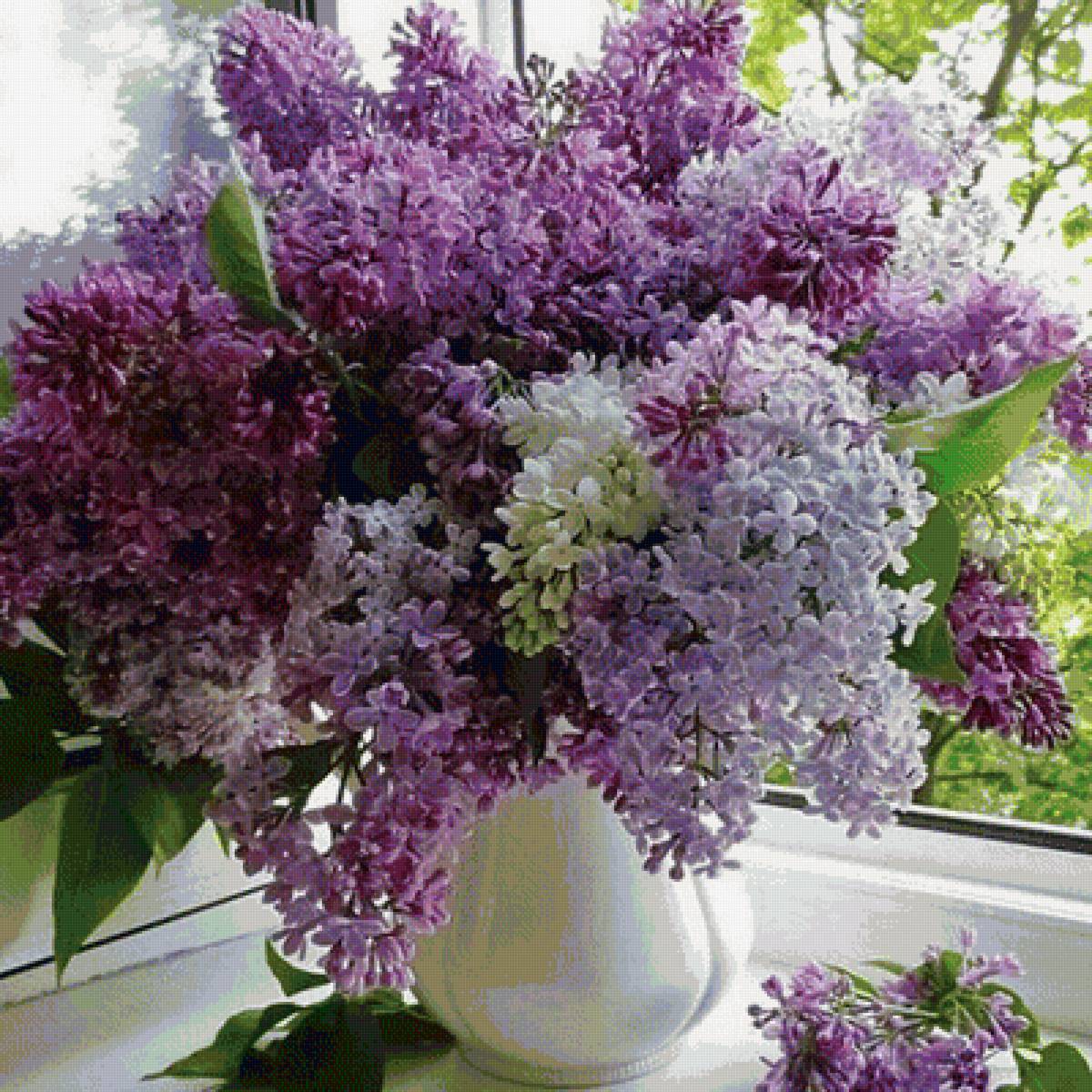 сирень - предпросмотр