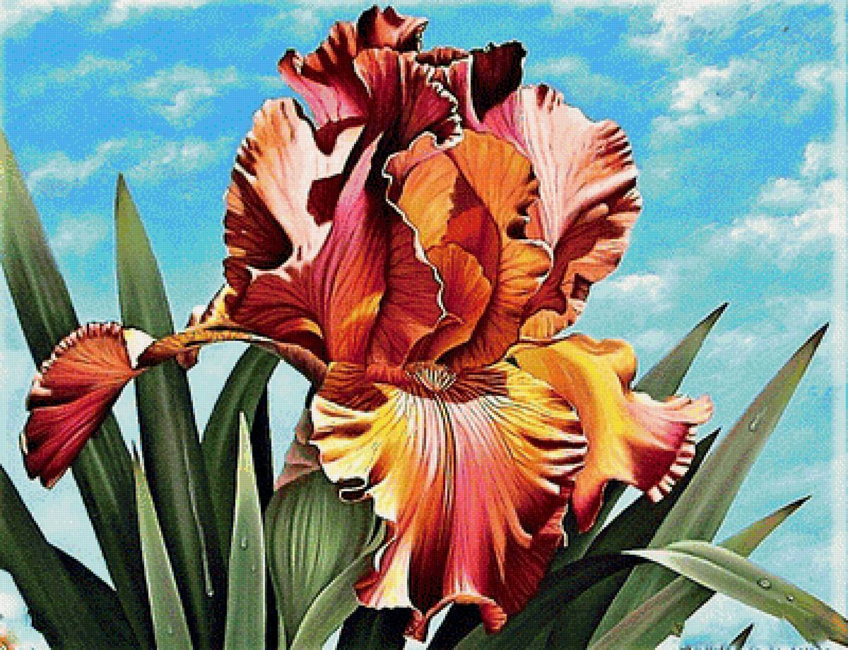 №1897092 - ирис - предпросмотр