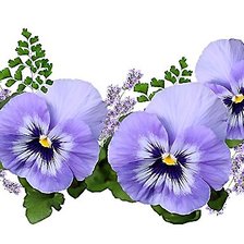 Схема вышивки «цветы»