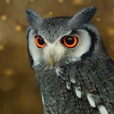 Схема вышивки «Сова»