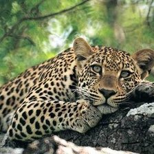 Схема вышивки «Леопард»