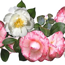 Схема вышивки «цветы»