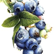 Схема вышивки «ГОЛУБИКА»