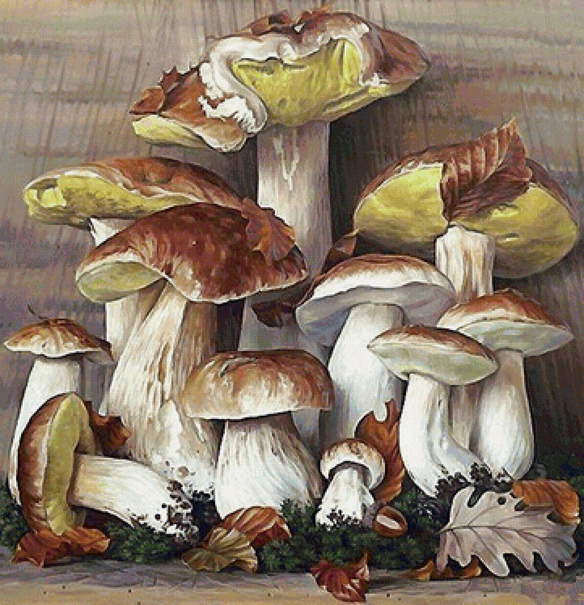 ГРИБЫ - предпросмотр