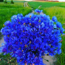 Схема вышивки «Букет»