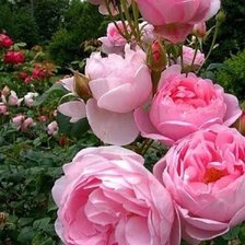 Схема вышивки «пионы»