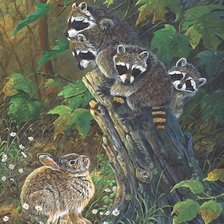 еноты и кролик