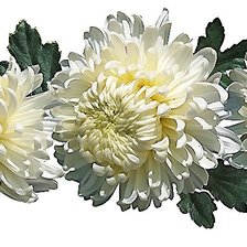 Схема вышивки «цветы»