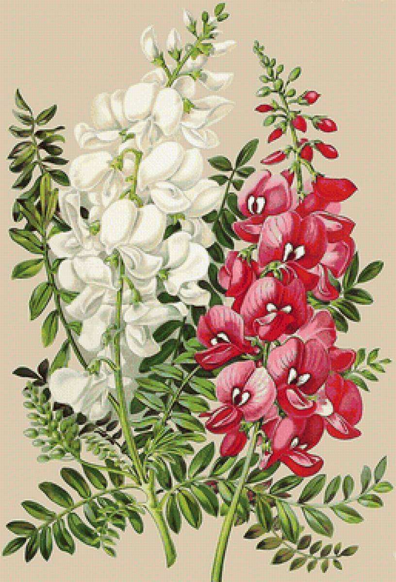 цветы - предпросмотр