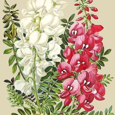 Схема вышивки «цветы»