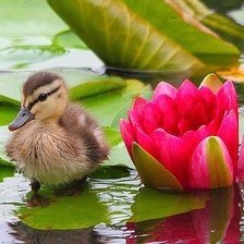 Схема вышивки «487»