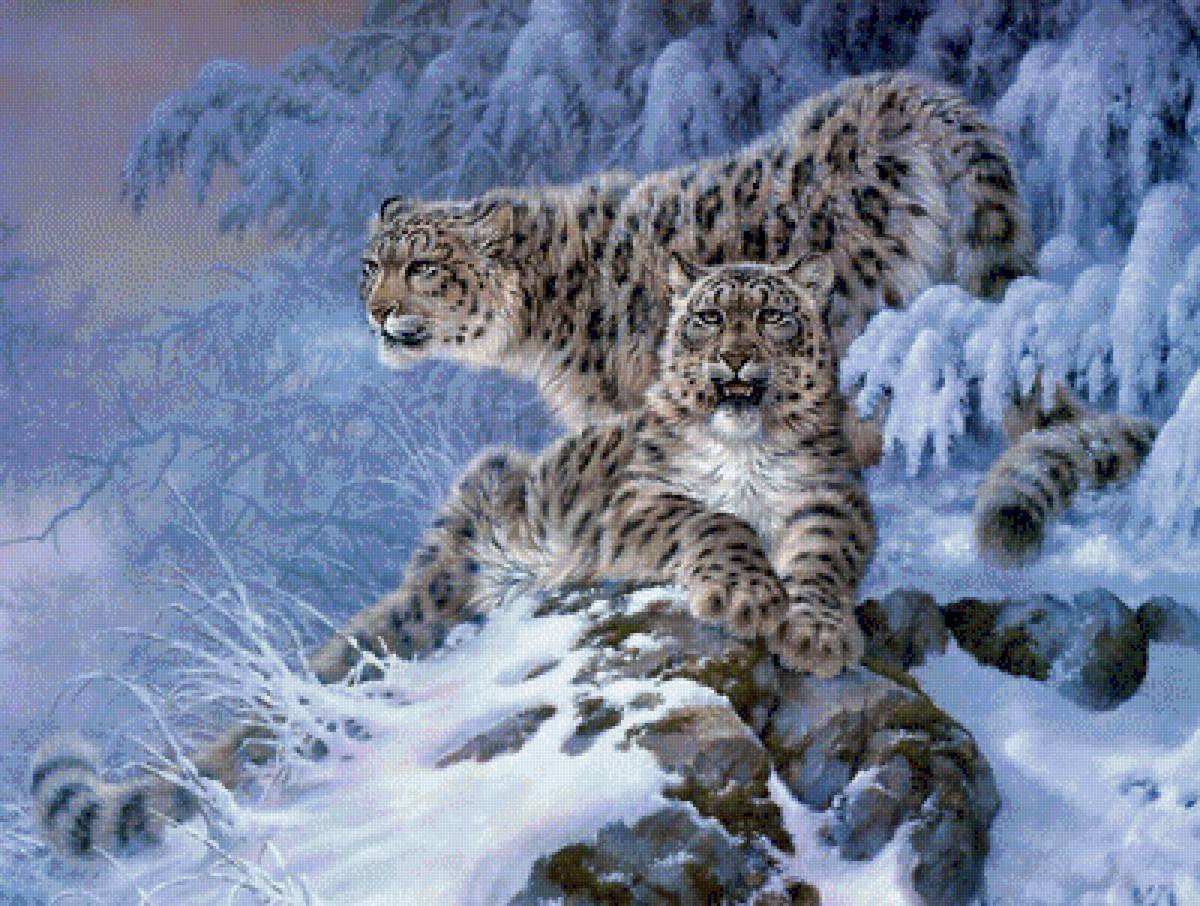 Снежные барсы - снег, зима, ирбисы, рисунок, снежный барс, животные, ирбис - предпросмотр