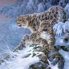 Снежные барсы