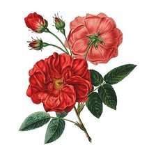 Схема вышивки «цветы»