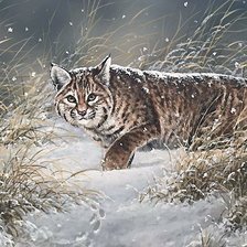 Схема вышивки «рысь»