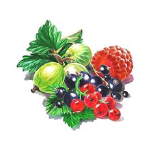 Схема вышивки «ЯГОДЫ»