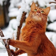 Схема вышивки «кот зимой»