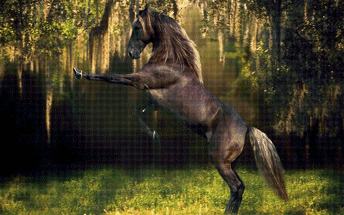 Лошадь - животные, лошадь - предпросмотр