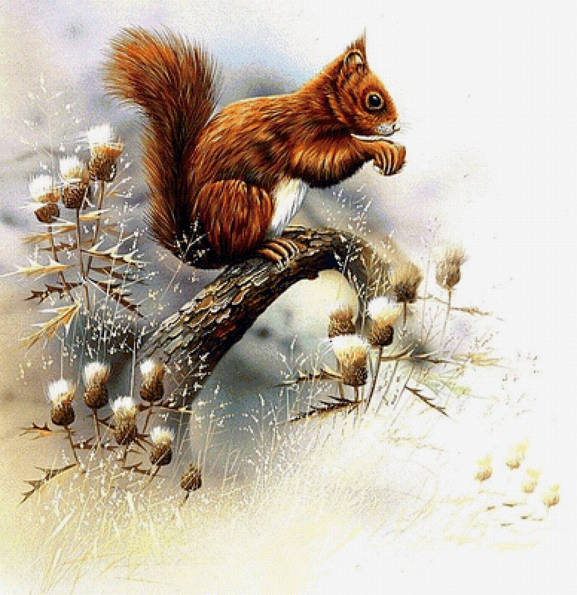 №1899900 - белка - предпросмотр