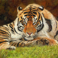 Схема вышивки «Тигр»